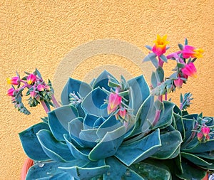 Flower and plant, echeveria, "rosa del deserto", multicolored flowers
