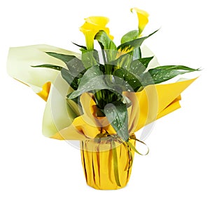 Flower plant gift. Ornamental flower plant wrapped with golden paper and green ribbon bow. Front view isolated on white background