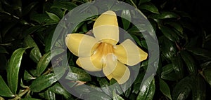 Flower plant green leaf , Allamanda schottii Pohl | Dolichandra unguis-cati photo