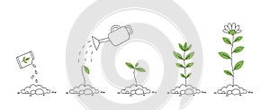 Flower plant growth stages. Seedling development stage. Vector editable infographic illustration.
