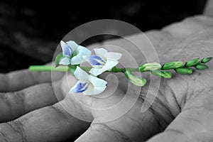 Flower plant in hand on black and white background.