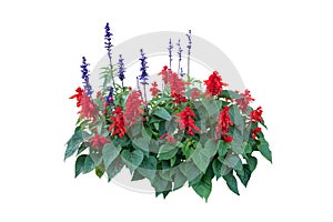 Flower plant  include clipping path