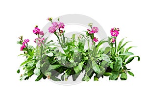 Flower plant  include clipping path