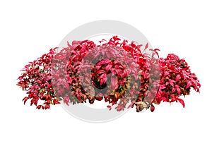 Flower plant  include clipping path