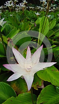 flower plant indonesia gunung gede cibodas