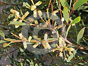 Flower plant that inhabits dunes