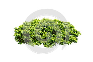 Flower plant isolated include clipping path