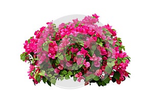 Flower plant isolated include clipping path