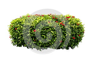 Flower plant isolated include clipping path