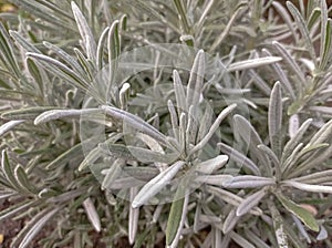 Flower plant lavender fleecy in garden.