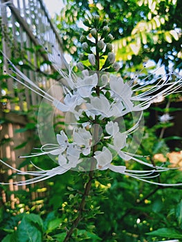 Flower plant leaf green blossom