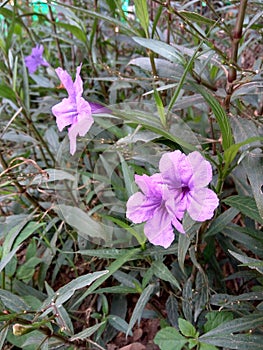 Flower plant nature garden green violetflower