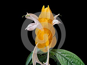 Flower Of The Plant Pachistachis Lutea, Yellow, Macro Photography, Isolated On Black Background