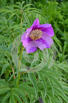 Flower of the plant Paeonia anomala