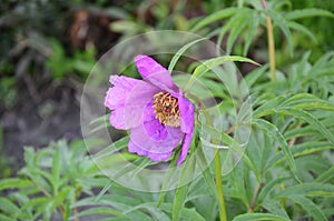 Flower of the plant Paeonia anomala