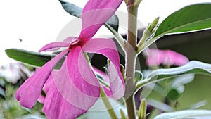 Flower plant petal pink purple eye lavender laven