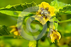 Flower of the plant physalis