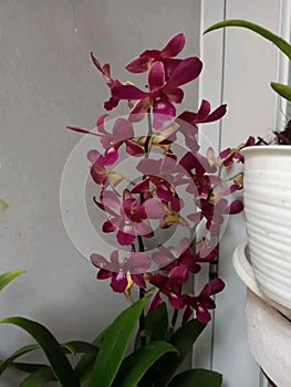 Flower plant pink purple bouquet petal art lilac centrepiece blossom lavender houseplant orchid