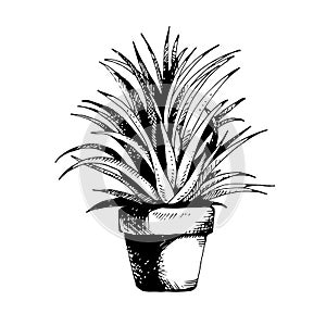 Flower plant in a pot, vector succulent, cactus hand drawn sketch