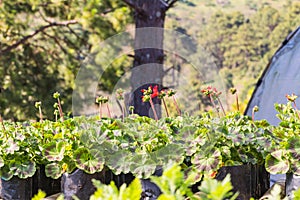 Flower plant propagation