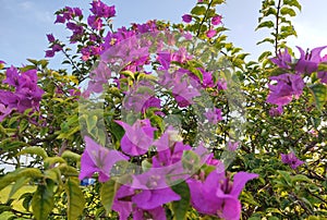 Flower Plant photo