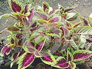 flower plant with purplish green leaves