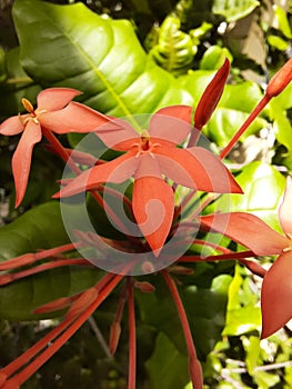 flower of plant species of the genus Ixora, family Rubiaceae photo