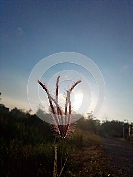 flower plant wildly divided in the morning