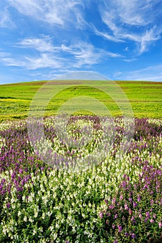 Flower plantation, green grass hill and bright blue sky