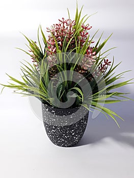 A flower planted in a small pot intended for indoor decoration, with green leaves and red flowers