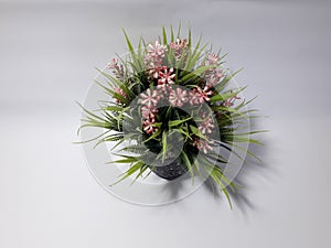 A flower planted in a small pot intended for indoor decoration, with green leaves and white to red gradations. taken from above