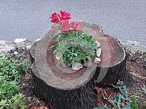 A flower planted in a tree stump