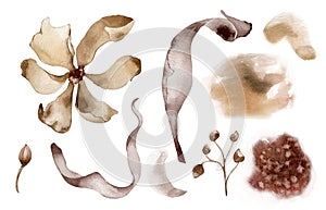 Flower and plants in monochrome watercolor set. Abstract flowers and leaves in sepia color isolated on white. Brown