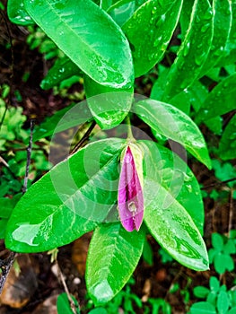 flower plants northeastern hinterland