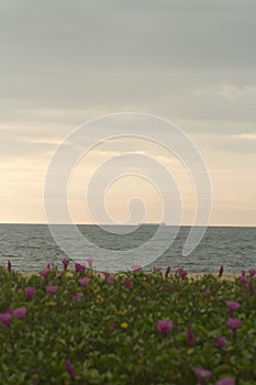 flower plants by the sea in Aleppey