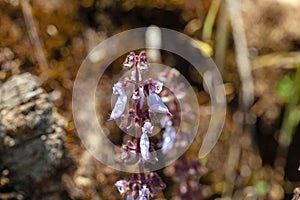 Flower of Plectranthus lanuginosus photo