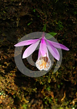 Flower(Pleione formosana)