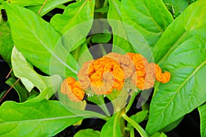 flower plumed cockscomb yellow or Celosia argentea beautiful in