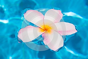 Flower plumer in water