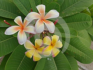 Flower (Plumeria flower)