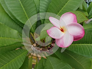 Flower (Plumeria flower)