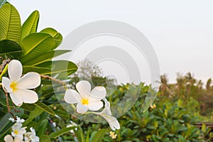 Flower (Plumeria flower)