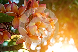 Flower (Plumeria flower)