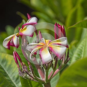 The flower of the plumeria red on the branch, next to the unrevealed buds, against the background of the leaves of the photo