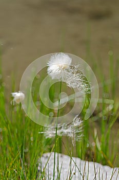 Flower plumes Scheuchzer