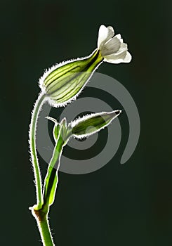 Flower pods with back lighting