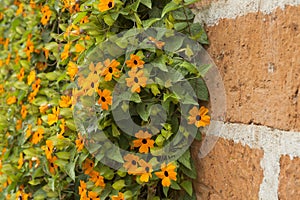 Flower poet`s eye - Thunbergia alata