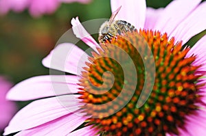 bee behind the pink coneflower