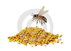 flower pollen and bee