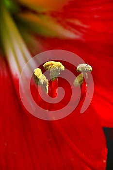 Flower pollens